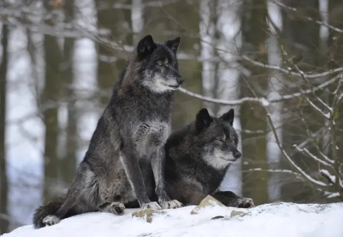 Framed Print : Mackenzie Valley Wolf, Alaskan Tundra Wolf or Canadian Timber Wolf -Canis lupus occidentalis-, two wolves in the snow Framed Print : Mackenzie Valley Wolf, Alaskan Tundra Wolf or Canadian Timber Wolf -Canis lupus occidentalis-, two wolves in the snow