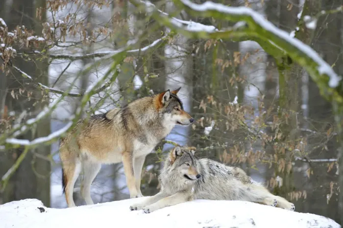 Framed Print : Mackenzie Valley Wolf, Alaskan Tundra Wolf or Canadian Timber Wolf -Canis lupus occidentalis-, two wolves in the snow Framed Print : Mackenzie Valley Wolf, Alaskan Tundra Wolf or Canadian Timber Wolf -Canis lupus occidentalis-, two wolves in the snow