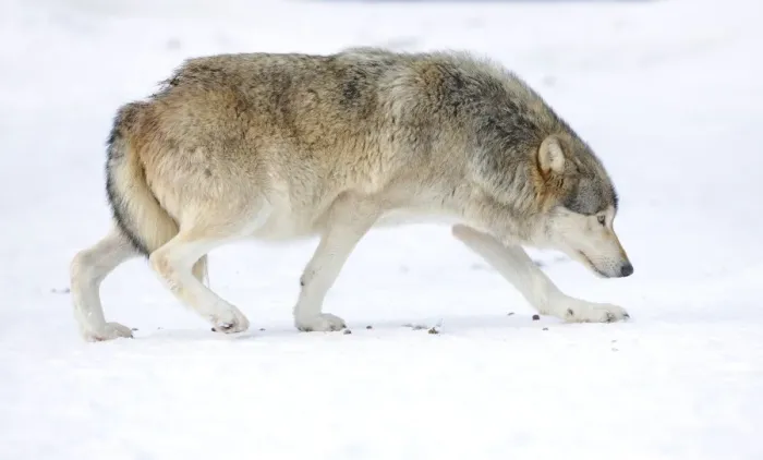 Framed Print : Mackenzie Valley Wolf, Alaskan Tundra Wolf or Canadian Timber Wolf -Canis lupus occidentalis- in the snow, displaying low rank with tail tucked between hind legs, attitude of humility Framed Print : Mackenzie Valley Wolf, Alaskan Tundra Wolf or Canadian Timber Wolf -Canis lupus occidentalis- in the snow, displaying low rank with tail tucked between hind legs, attitude of humility