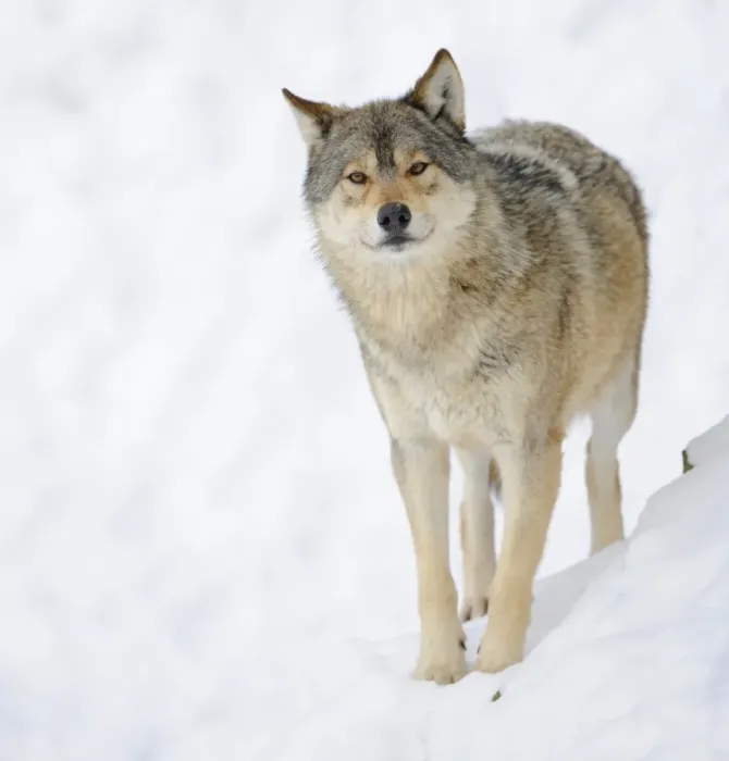 Framed Print : Mackenzie Valley Wolf, Alaskan Tundra Wolf or Canadian Timber Wolf -Canis lupus occidentalis- in the snow Framed Print : Mackenzie Valley Wolf, Alaskan Tundra Wolf or Canadian Timber Wolf -Canis lupus occidentalis- in the snow