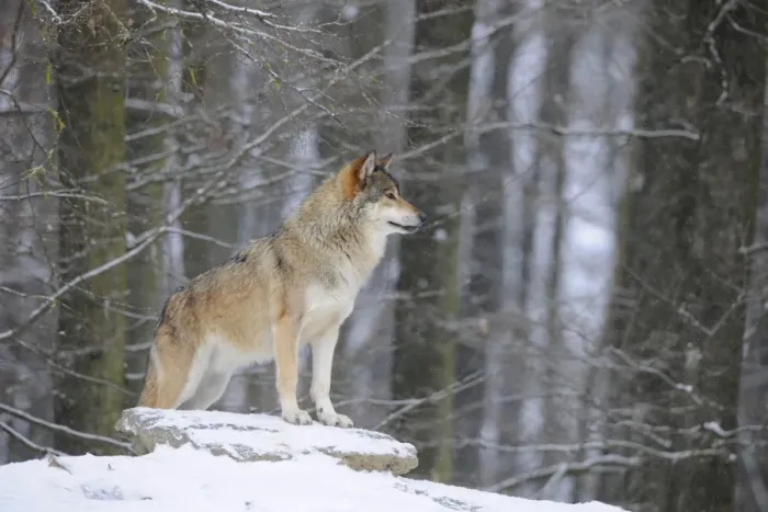 Framed Print : Mackenzie Valley Wolf, Alaskan Tundra Wolf or Canadian Timber Wolf -Canis lupus occidentalis- in the snow, leader of the pack Framed Print : Mackenzie Valley Wolf, Alaskan Tundra Wolf or Canadian Timber Wolf -Canis lupus occidentalis- in the snow, leader of the pack