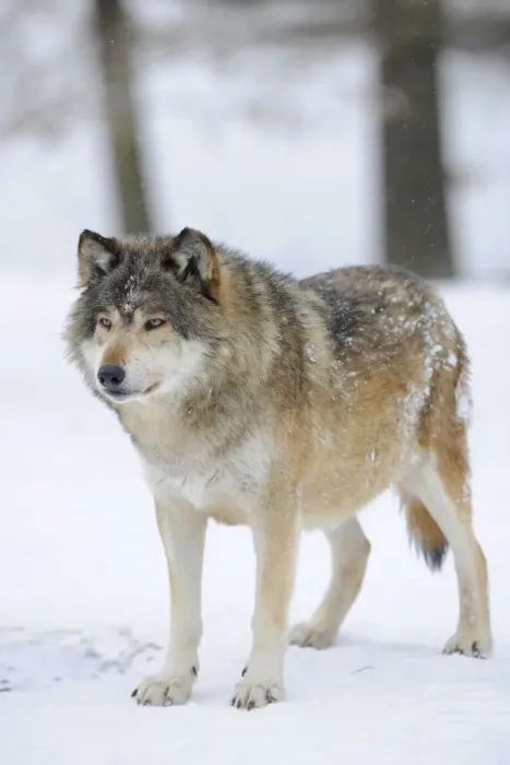 Framed Print : Mackenzie Valley Wolf, Alaskan Tundra Wolf or Canadian Timber Wolf -Canis lupus occidentalis- in the snow, leader of the pack Framed Print : Mackenzie Valley Wolf, Alaskan Tundra Wolf or Canadian Timber Wolf -Canis lupus occidentalis- in the snow, leader of the pack