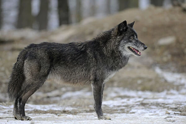 Mackenzie Wolf, Canadian wolf, Timber wolf -Canis lupus occidentalis-