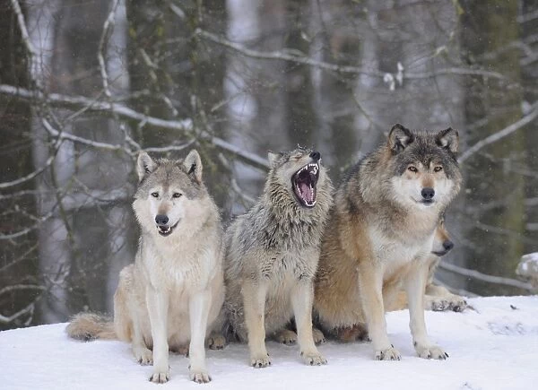 Mackenzie Wolf, Canadian wolf, Timber wolf -Canis lupus occidentalis-, three wolves in the snow, young in the middle