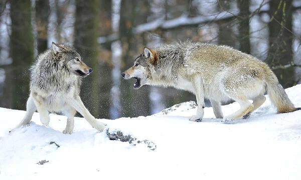 Mackenzie Wolf, Canadian wolf, Timber wolf -Canis lupus occidentalis- in the snow, leader of the pack, on the right, reprimanding a young wolf