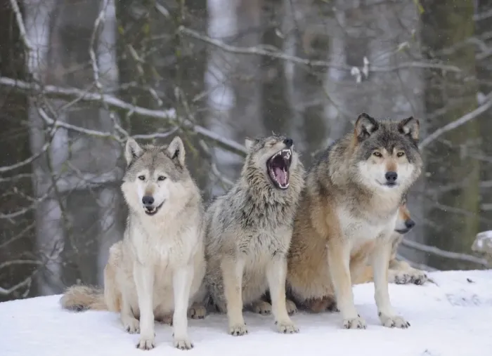 Framed Print : Mackenzie Wolf, Canadian wolf, Timber wolf -Canis lupus occidentalis-, three wolves in the snow, young in the middle Framed Print : Mackenzie Wolf, Canadian wolf, Timber wolf -Canis lupus occidentalis-, three wolves in the snow, young in the middle