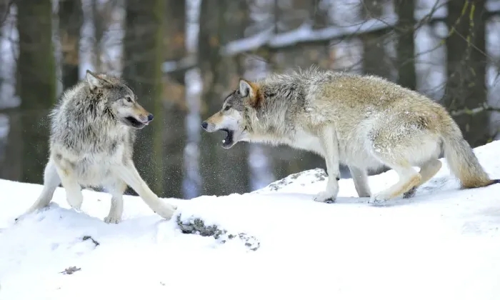 Framed Print : Mackenzie Wolf, Canadian wolf, Timber wolf -Canis lupus occidentalis- in the snow, leader of the pack, on the right, reprimanding a young wolf Framed Print : Mackenzie Wolf, Canadian wolf, Timber wolf -Canis lupus occidentalis- in the snow, leader of the pack, on the right, reprimanding a young wolf