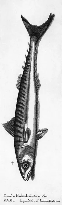 Framed Print : A Mackeral Engraving Framed Print : A Mackeral Engraving