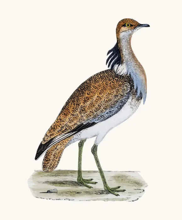 Framed Print : MacQueens bustard Framed Print : MacQueens bustard