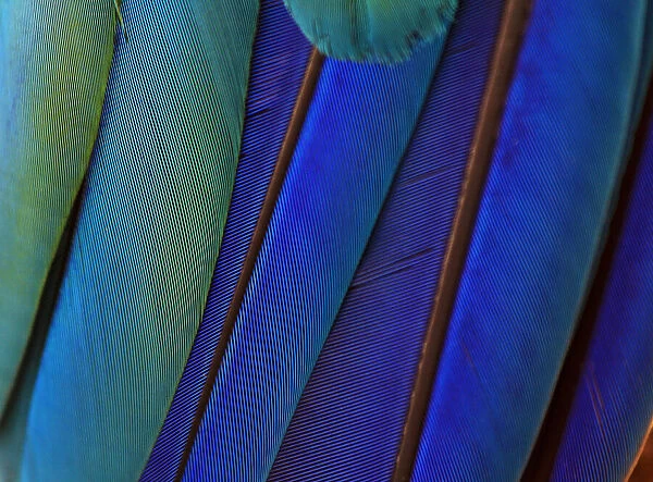 Macro of bird feathers - Blue and Yellow macaw, Ara ararauna