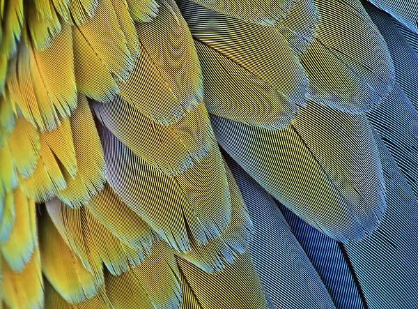 Macro of bird feathers - Blue and Yellow macaw, Ara ararauna