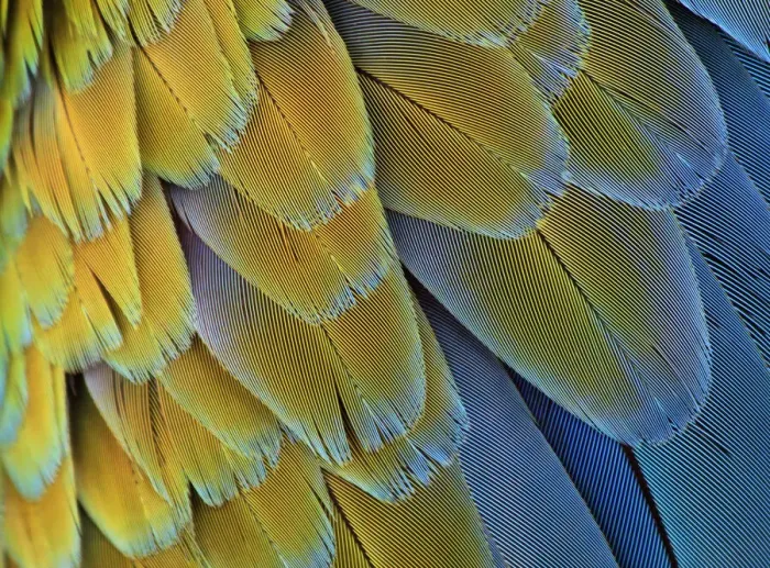 Framed Print : Macro of bird feathers - Blue and Yellow macaw, Ara ararauna Framed Print : Macro of bird feathers - Blue and Yellow macaw, Ara ararauna