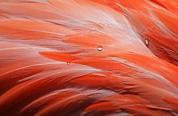 Macro of bird feathers with water drops - Pink Flamingo - Phoenicopteridae