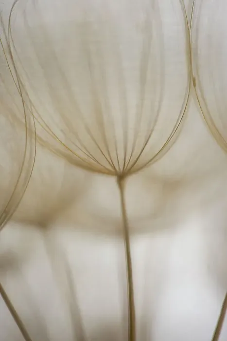 Framed Print : Macro details, of dandelion making a creative photograph Framed Print : Macro details, of dandelion making a creative photograph