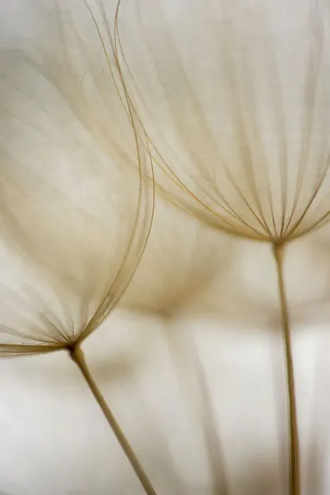 Framed Print : Macro details, of dandelion making a creative photograph