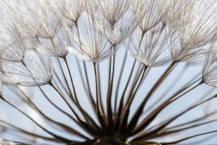 Framed Print : Macro details, of dandelion making a creative photograph Framed Print : Macro details, of dandelion making a creative photograph