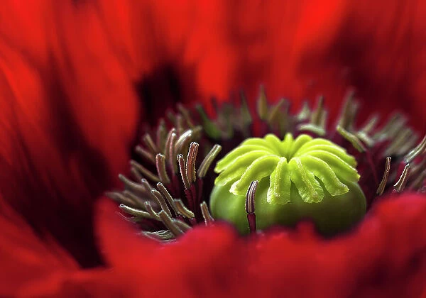 Poppy. Macro image of an Oriental Poppy