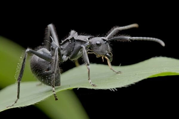 Macro image of a spiny ant, Polyrhachis sp. on a blade of grass