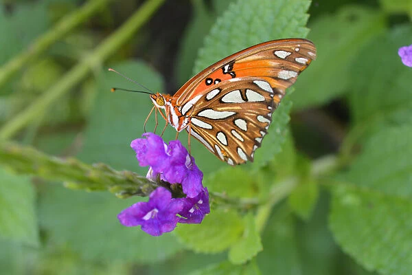 Macro. Orange butterfly on a purple flower