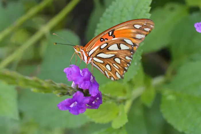 Framed Print : Macro. Orange butterfly on a purple flower Framed Print : Macro. Orange butterfly on a purple flower