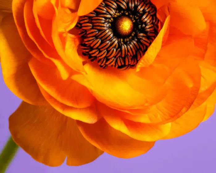 Framed Print : Macro of orange ranunculus on lavender background Framed Print : Macro of orange ranunculus on lavender background