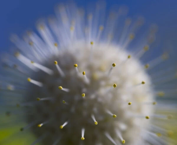 Poof. A macro photo of a white flower with long yellow-pointed stamens radiating out
