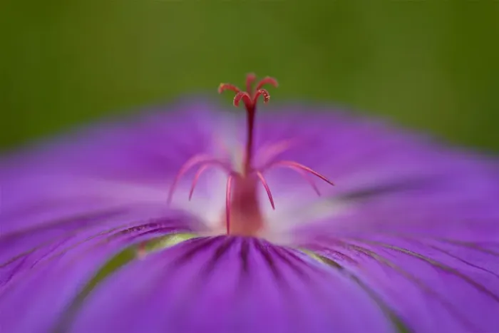Framed Print : Macro Photograph of a Geranium Framed Print : Macro Photograph of a Geranium