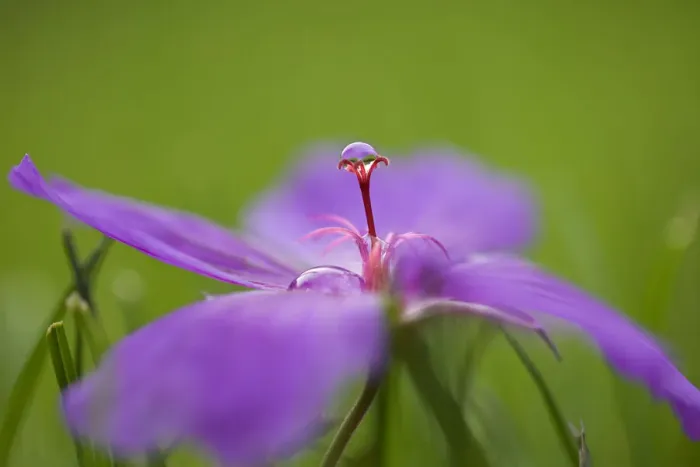 Framed Print : Macro Photograph of a Geranium with Rain Droplet Framed Print : Macro Photograph of a Geranium with Rain Droplet