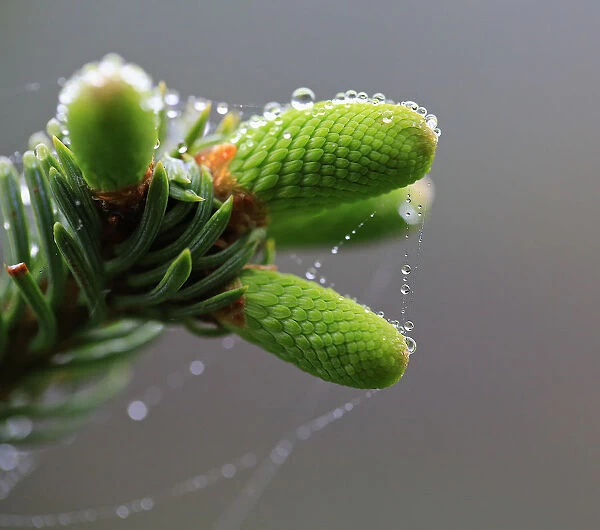 Macro of Pine Tree Bud with Spiders web and dew droplets