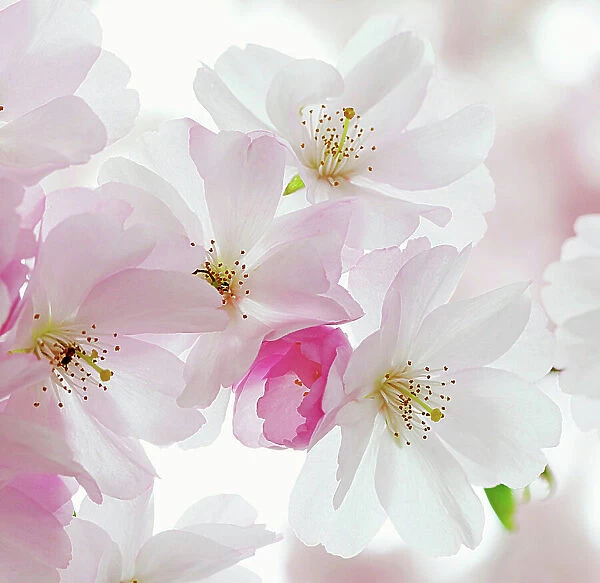 Macro of sour Cherry tree pink & white flowers