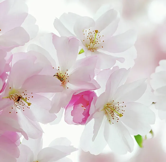 Framed Print : Macro of sour Cherry tree pink & white flowers Framed Print : Macro of sour Cherry tree pink & white flowers