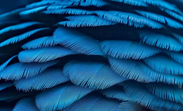 Macro of Teal and Yellow Macaw Feathers