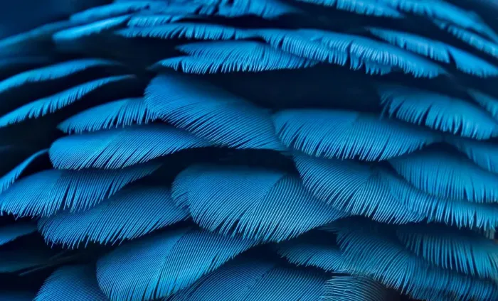 Framed Print : Macro of Teal and Yellow Macaw Feathers Framed Print : Macro of Teal and Yellow Macaw Feathers