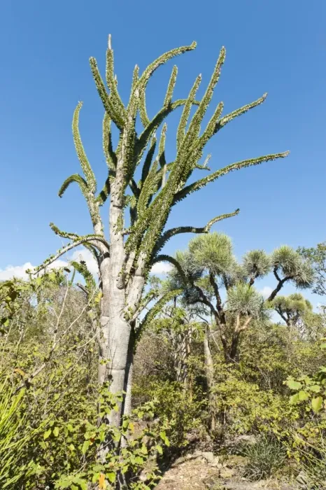 Framed Print : Madagascan Ocotillo or Alluaudia -Alluaudia procera-, Didiereaceae, Andohahela National Park, near Fort-Dauphin or Tolagnaro, Madagascar Framed Print : Madagascan Ocotillo or Alluaudia -Alluaudia procera-, Didiereaceae, Andohahela National Park, near Fort-Dauphin or Tolagnaro, Madagascar