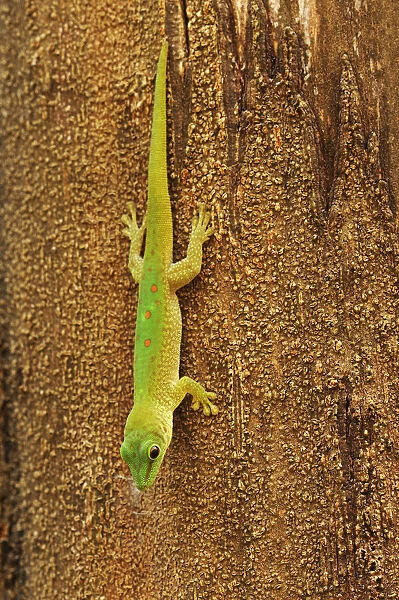 Madagascar day gecko (Phelsuma madagascariensis), hanging from tree