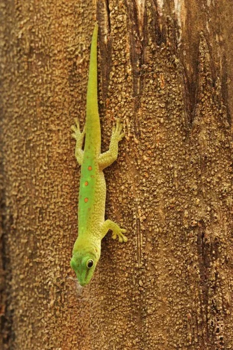 Framed Print : Madagascar day gecko (Phelsuma madagascariensis), hanging from tree Framed Print : Madagascar day gecko (Phelsuma madagascariensis), hanging from tree