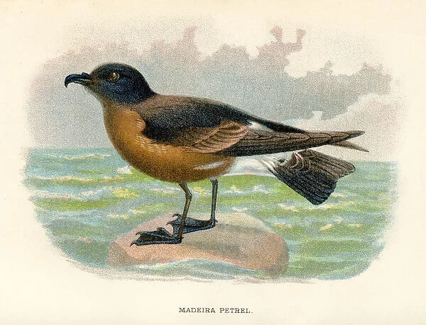 Madeira petrel birds from Great Britain 1897