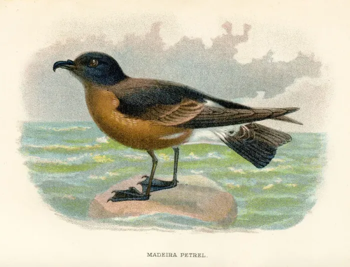 Framed Print : Madeira petrel birds from Great Britain 1897 Framed Print : Madeira petrel birds from Great Britain 1897