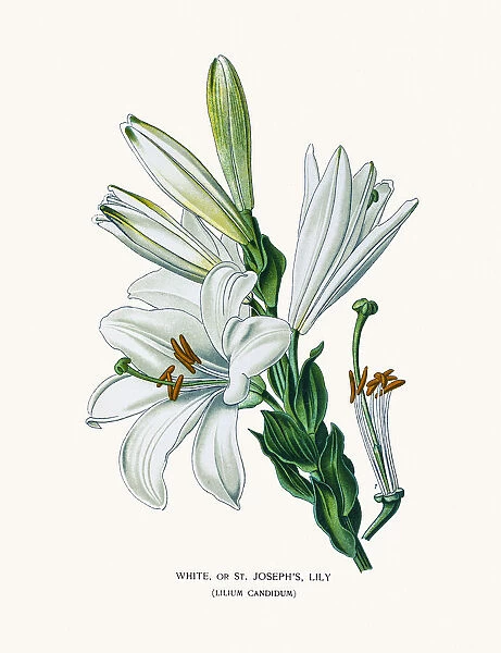 Madonna lily or White lily
