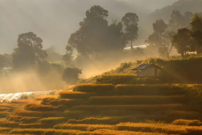 Framed Print : Mae Klang Luangs rice field in harvest season Framed Print : Mae Klang Luangs rice field in harvest season