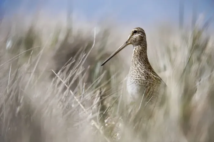 Framed Print : Magellan Snipe (Gallinago paraguaiae) Framed Print : Magellan Snipe (Gallinago paraguaiae)