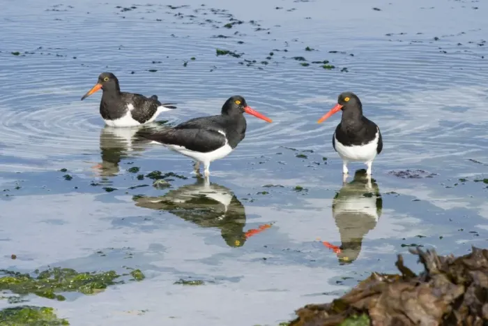 Framed Print : Magellanic Oystercatcher -Haematopus leucopodus-, pair with juvenile, Westpoint Island, Falkland Islands, United Kingdom Framed Print : Magellanic Oystercatcher -Haematopus leucopodus-, pair with juvenile, Westpoint Island, Falkland Islands, United Kingdom