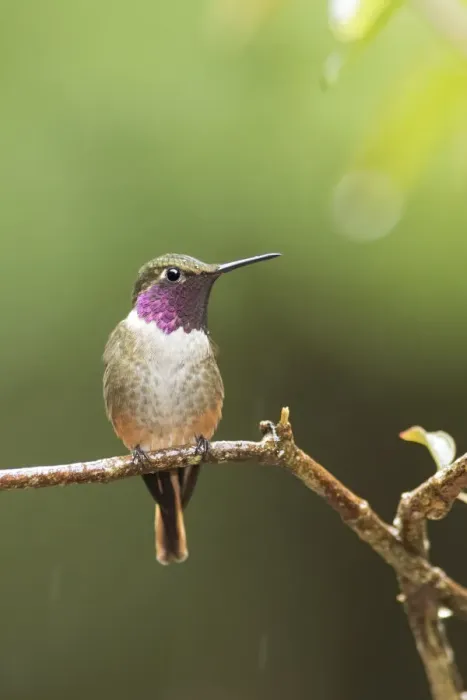 Framed Print : Magenta-throated Woodstar Framed Print : Magenta-throated Woodstar