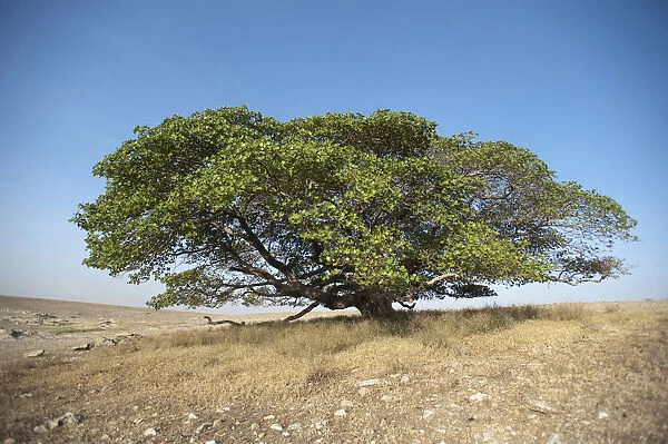 Magic Tree, large Fig Tree (Ficus), Ngorongoro Conservation Area, Tanzania, Africa
