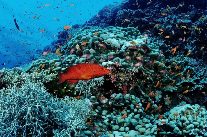 Framed Print : Magical Underwater World Framed Print : Magical Underwater World