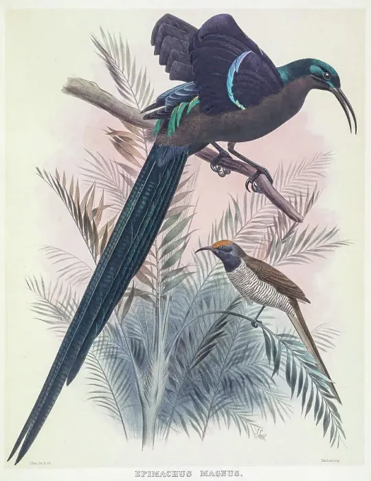 Framed Print : Magnificent bird-of-paradise, 19th century illustration Framed Print : Magnificent bird-of-paradise, 19th century illustration