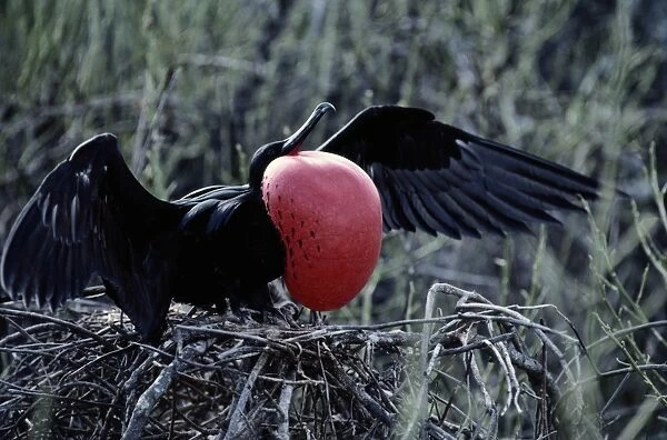 Magnificent Frigate (Fregata Magnificens) Displaying Red Sack