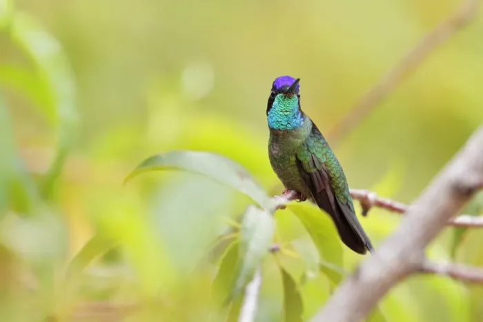 Framed Print : Magnificent Hummingbird Framed Print : Magnificent Hummingbird