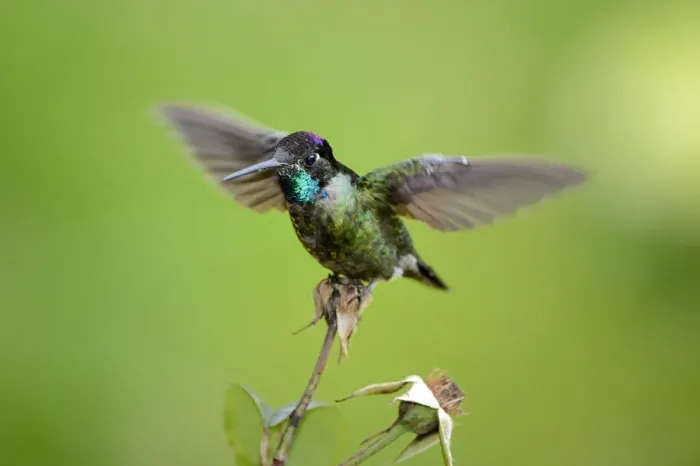 Framed Print : Magnificent hummingbird -Eugene fulgens-, San Gerardo de Dota, Costa Rica, Central America Framed Print : Magnificent hummingbird -Eugene fulgens-, San Gerardo de Dota, Costa Rica, Central America