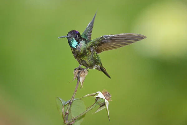 Magnificent hummingbird -Eugene fulgens-, San Gerardo de Dota, Costa Rica, Central America